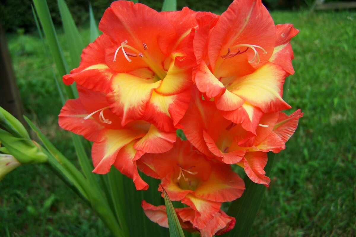 Gladiolo farah: acompanhe dicas excelentes para cultivar essa planta africana - Fonte Canva