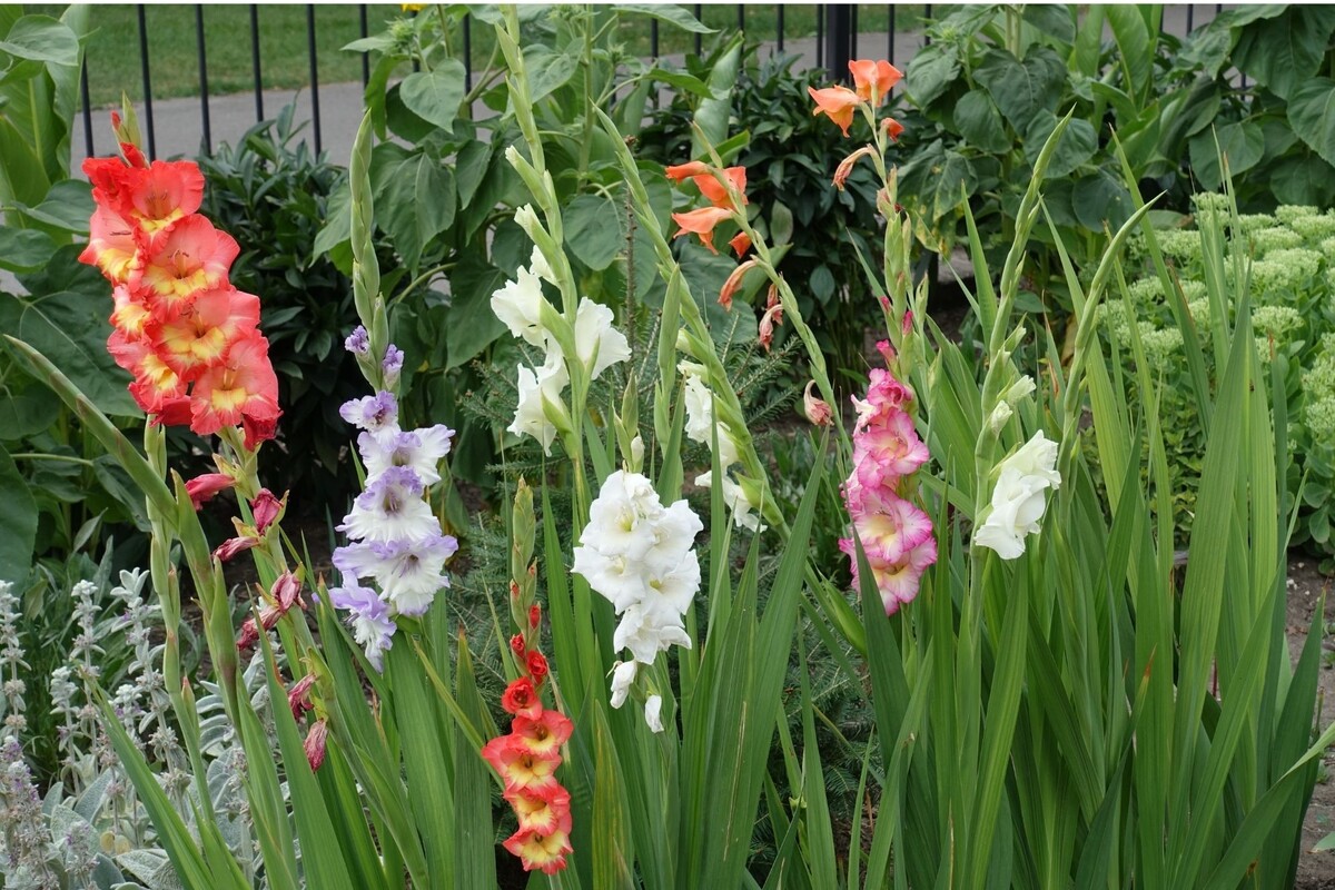 Gladiolo farah: acompanhe dicas excelentes para cultivar essa planta africana - Fonte Canva