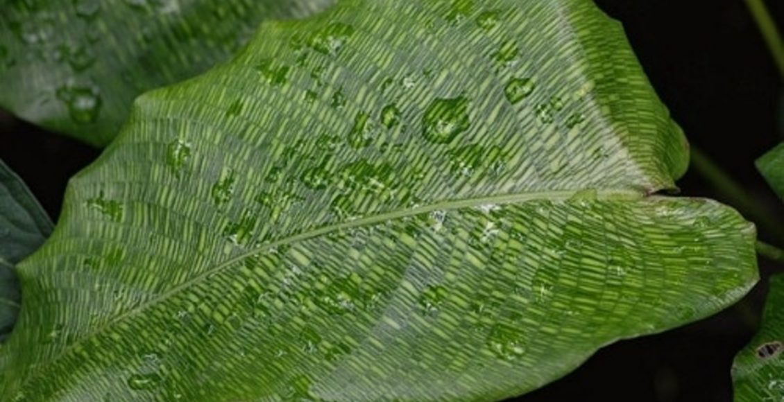 Como cultivar a plantar Calatéia-mosaico? Veja dicas práticas neste artgio para não esquecer nunca - Fonte: Pixabay