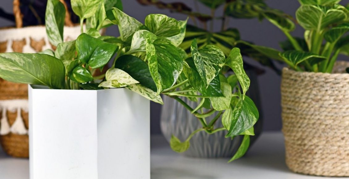 Jiboia prateada dicas simples e rápidas para cultivar essa planta charmosa - reprodução Canva