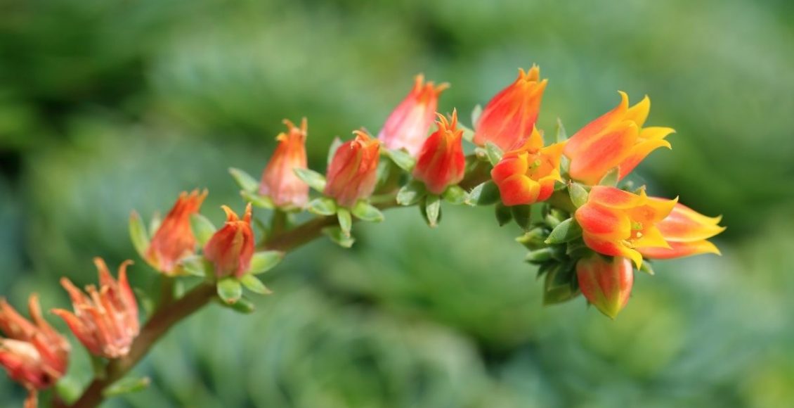 Kalanchoes pendente você sabe cultivar essa planta Aprenda agora - reprodução Canva
