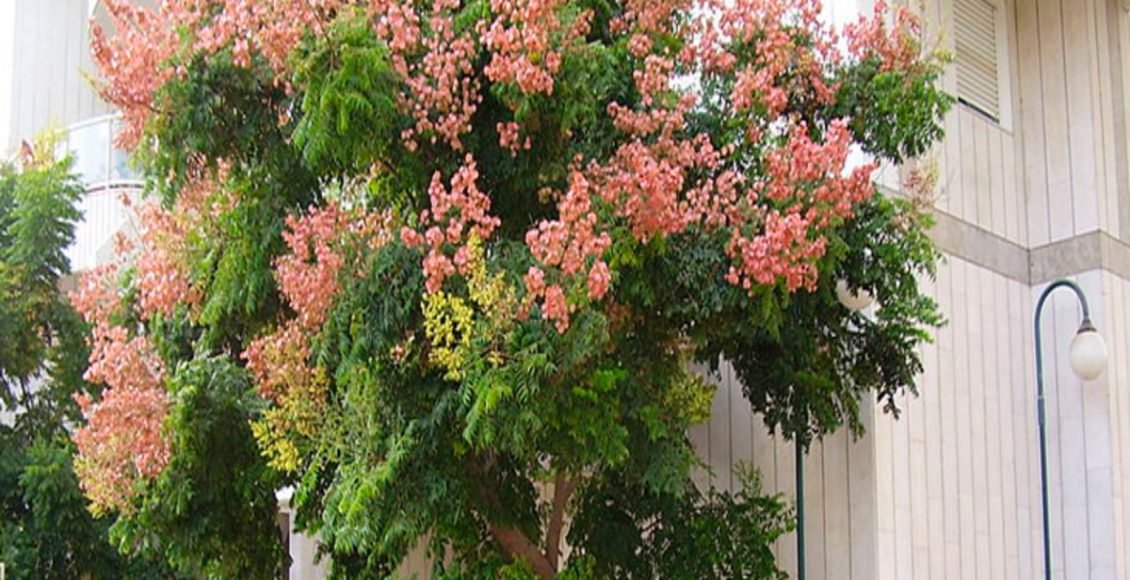 Como cultivar a Árvore da China? Veja dicas de como plantar, passo a passo de como manter - Fonte: Pixabay