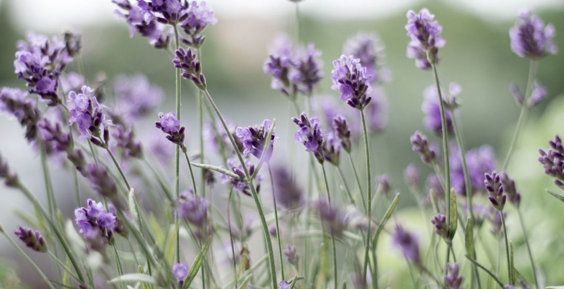 Lavanda dicas rápidas para você aprender a cultivar essa planta cheirosa - Reprodução Canva