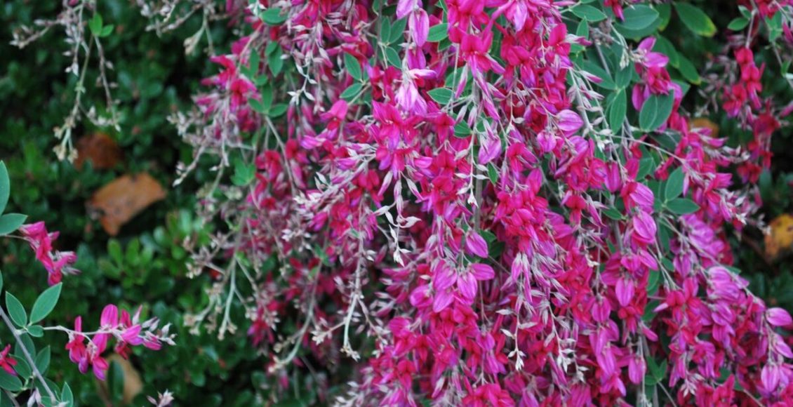 Como cultivar a Lespedeza? Veja dicas de cuidados com essa planta e curiosidades sobre ela - Fonte: Pixabay