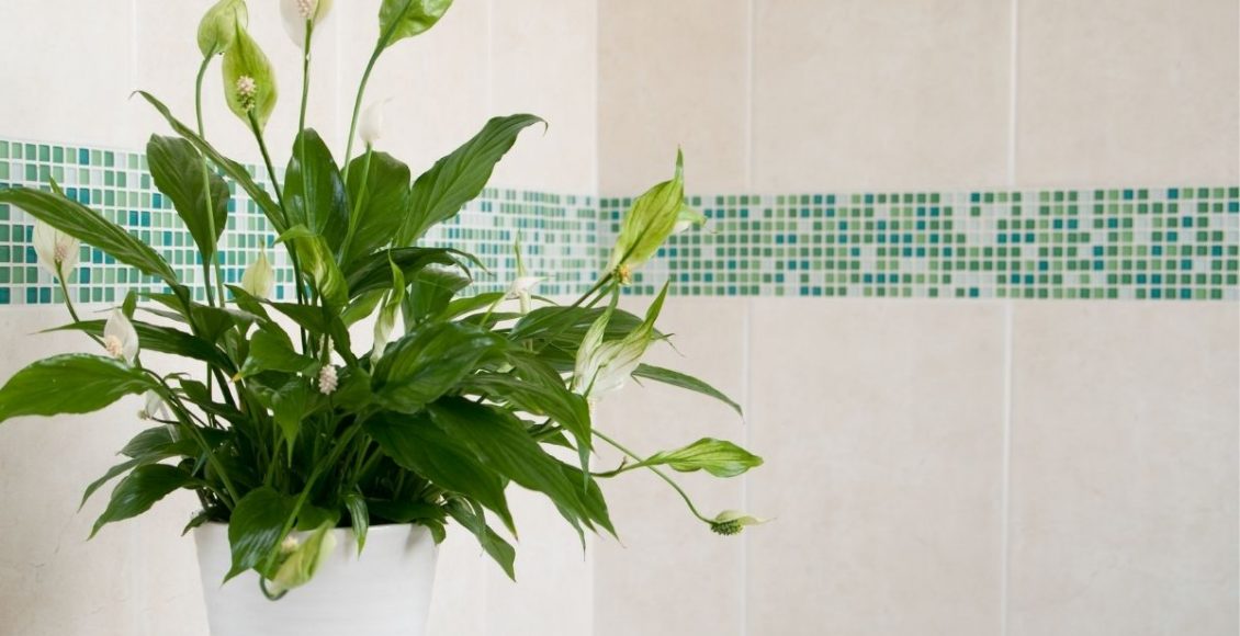 Lírio-da-Paz conheça agora 7 dicas completas para cultivar essa planta - Canva