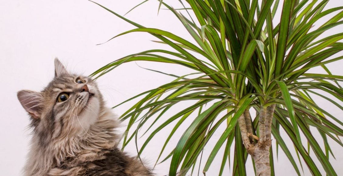 Lista de 10 plantas não tóxicas para gatos: elas não apresentam risco - Reprodução Canva