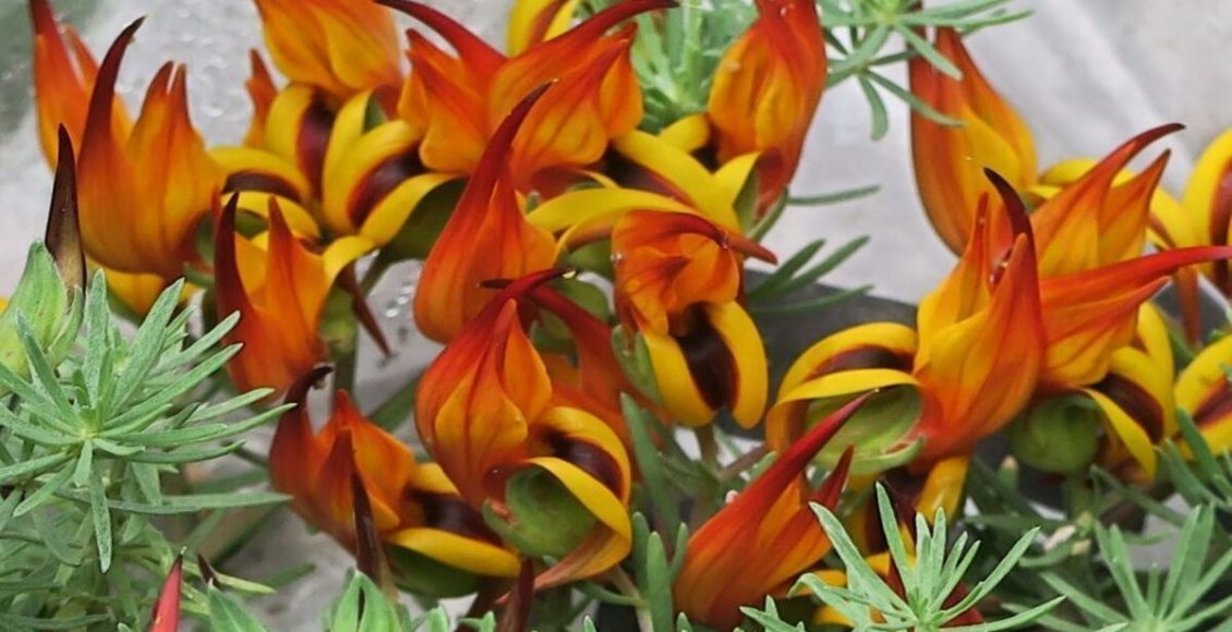 Pico de paloma: como cultivar a planta e dicas de como preparar solo e luz - Fonte: Pixabay