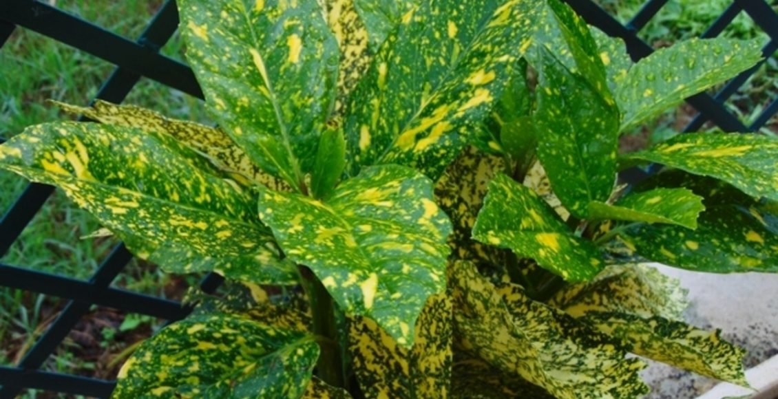 Louro-do-japão: conheça essa planta enigmática e saiba sobre como cuidar - Fonte: Pixabay