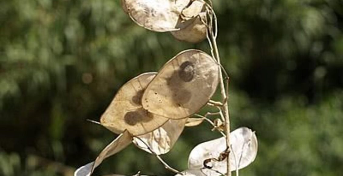 Conheça o Dólar-de-prata e saiba como cultivar essa planta em sua casa e sem nenhuma dificuldade - Fonte: Pixaaby