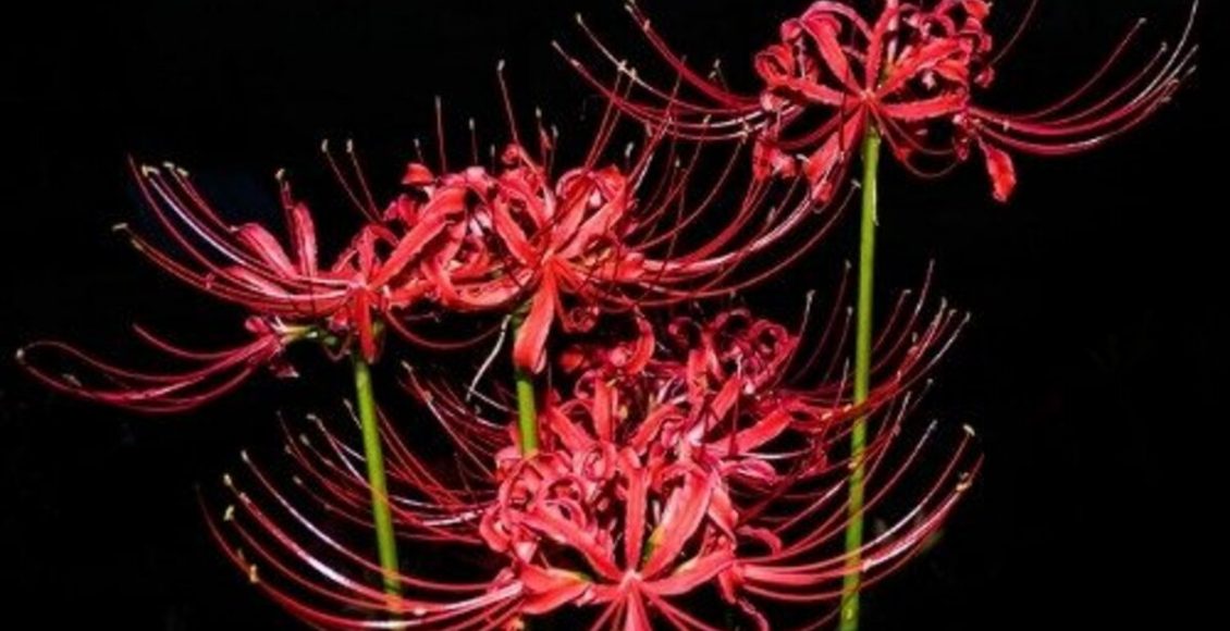 Como cultivar Lírio-aranha-vermelho? Veja dicas práticas para colocar no seu dia a dia - Fonte: Pixabay