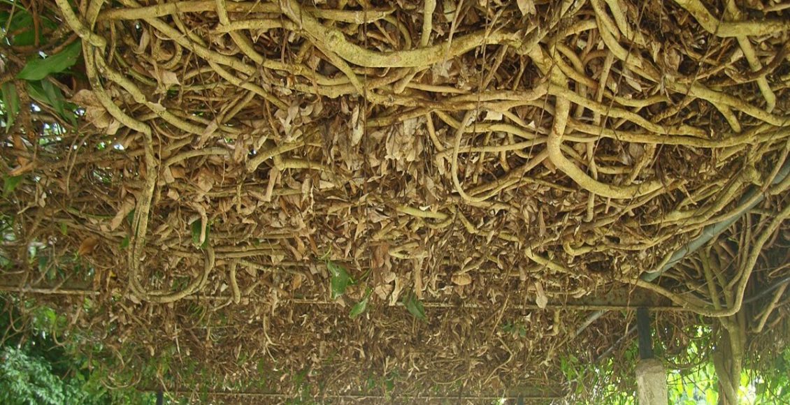 Como cultivar Guaco? Saiba tudo sobre como ter a planta medicinal em casa - Fonte: Pixabay