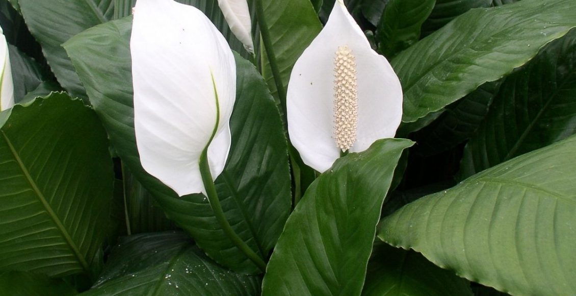 Mini-Lírio da Paz aprenda dicas para cultivar essa linda planta - reprodução Canva