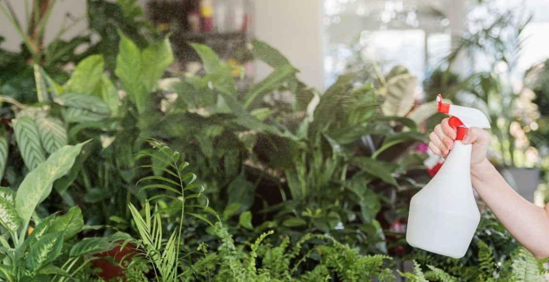 Misturinha milagrosa para salvar sua plantinha sofrida - Canva