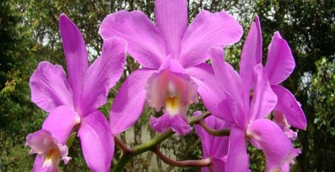 Conheça a Cattleya loddigesii, com aparência suave, vem encantando donas de casa - Fonte: Pixabay