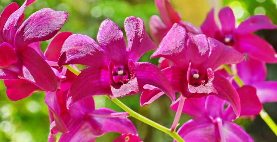Orquídea Denphal aprenda dicas para a orquídea mais simples de cultivar - Reprodução Canva