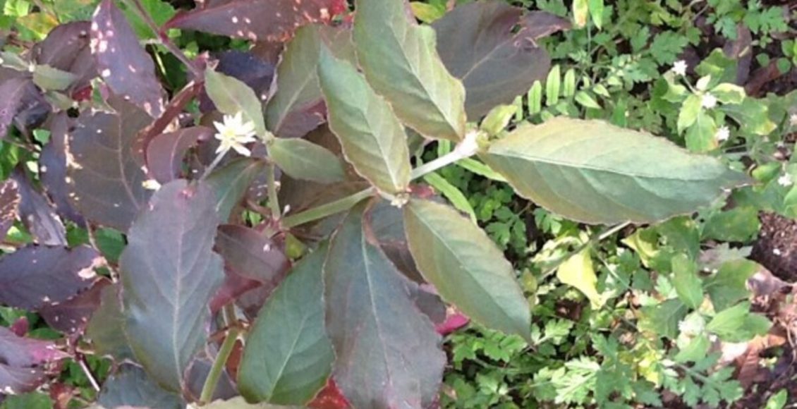 Penicilina: como cultivar em casa e usos medicinais para esse tipo de planta - Fonte: Canvas