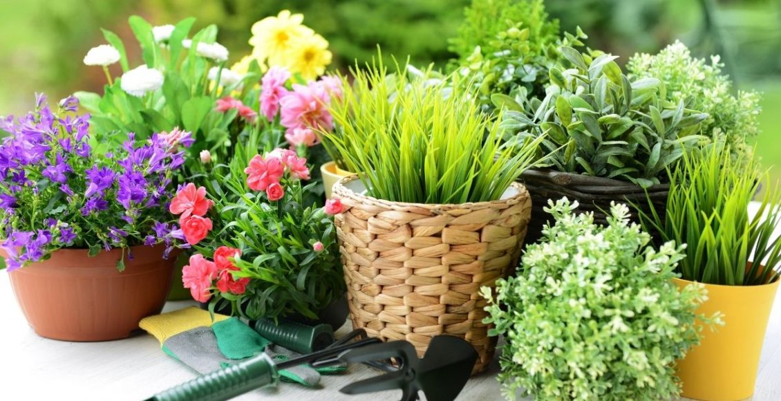 Aprenda o jeito correto de plantar em vasos; Saiba mais agora mesmo - reprodução: Canva