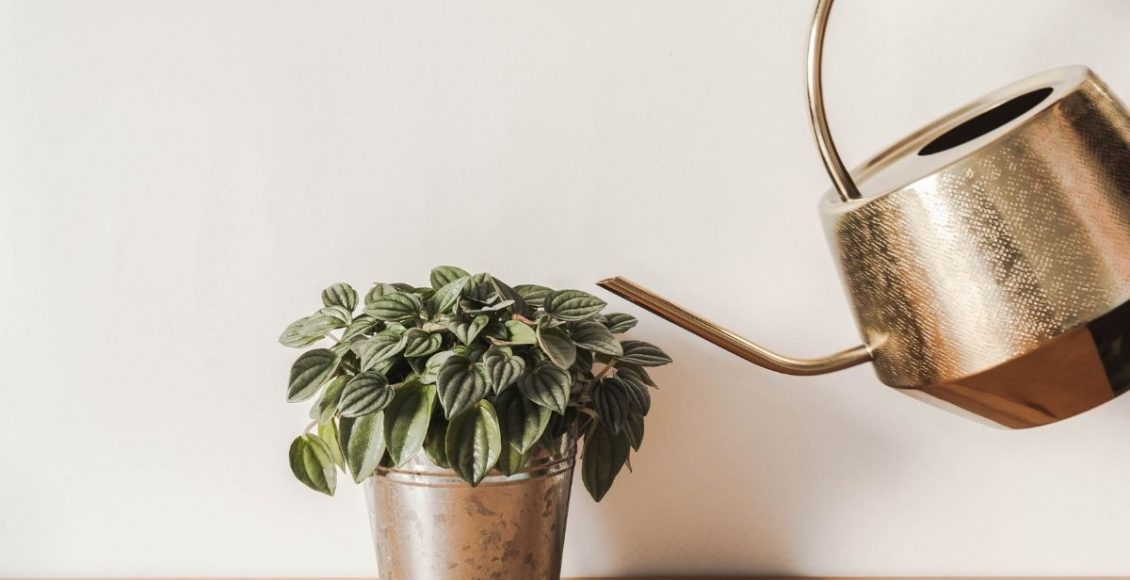 Peperômias com as folhas amarelas e queimadas Saiba como resolver - reprodução Canva