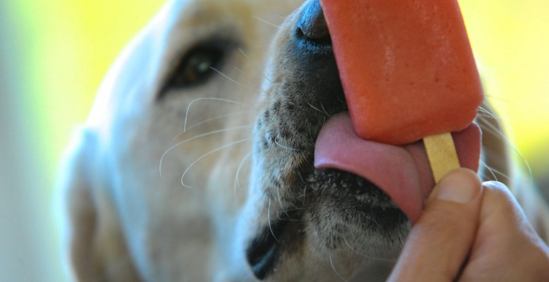 Picolé para cachorro - Reprodução Canva