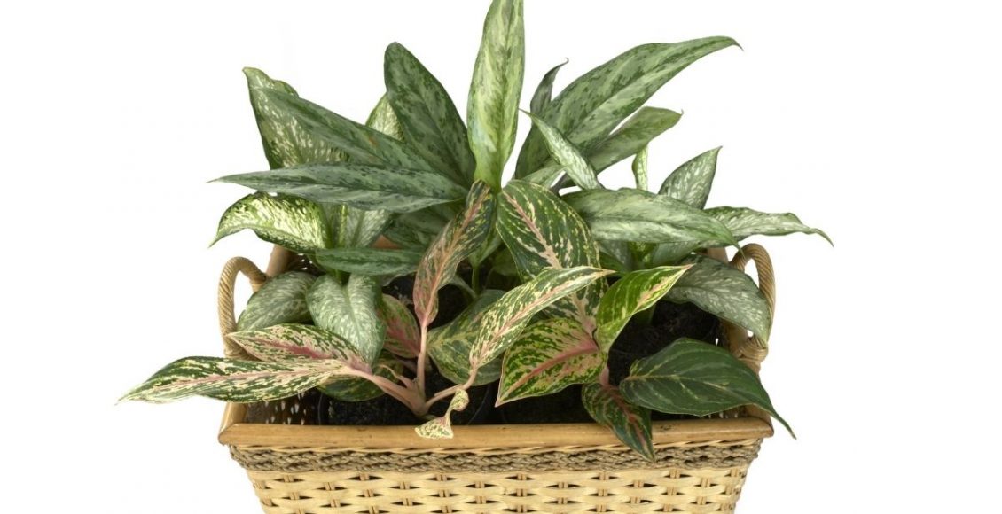 Planta Camilla - Reprodução Canva