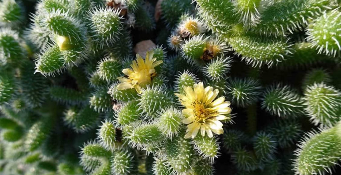 Planta-picles: como cultivar essa flor em casa e garantir uma linda decoração - Fonte: Pixabay