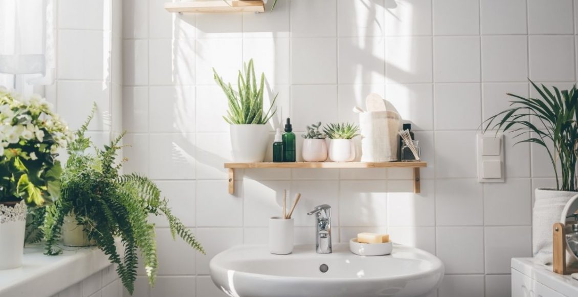 Plantas no banheiro conheça agora quais são as opções perfeitas - Reprodução Canva