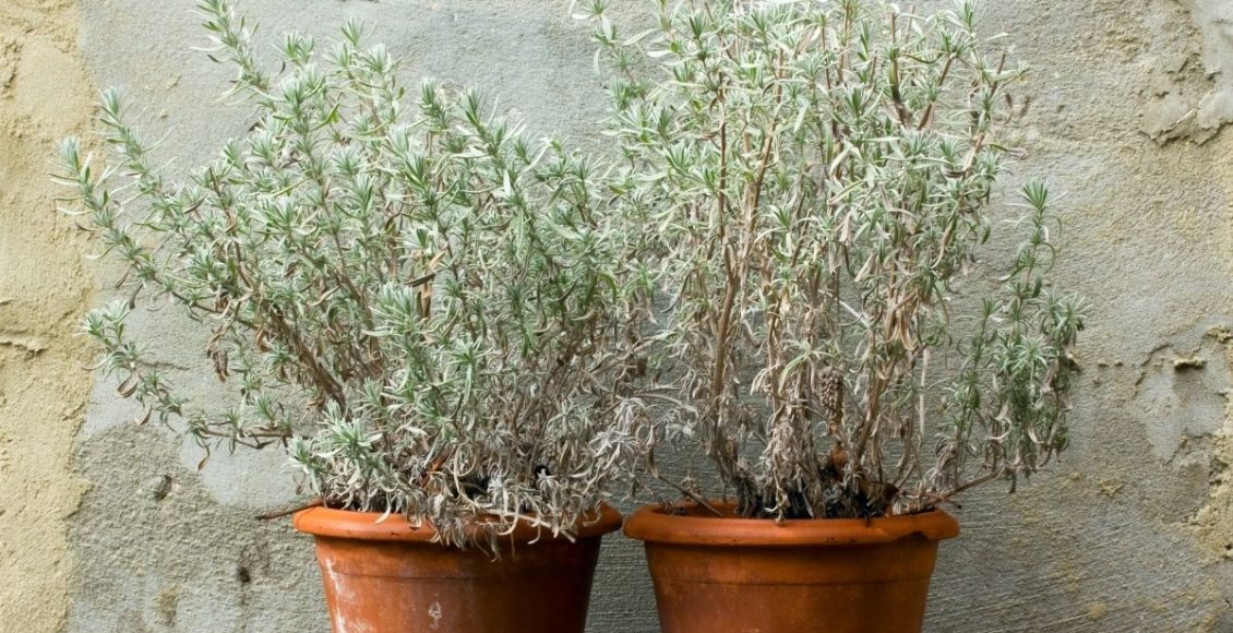 Posso adubar as plantas no inverno Aprenda como resistir essa estação - Reprodução Canva