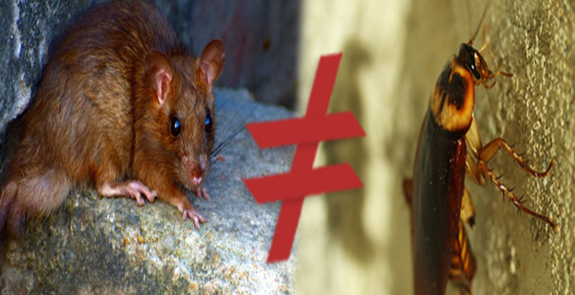 Rato e barata no carro: o que pode ser e como acabar com isso de uma vez por todas - Fonte: Pixabay