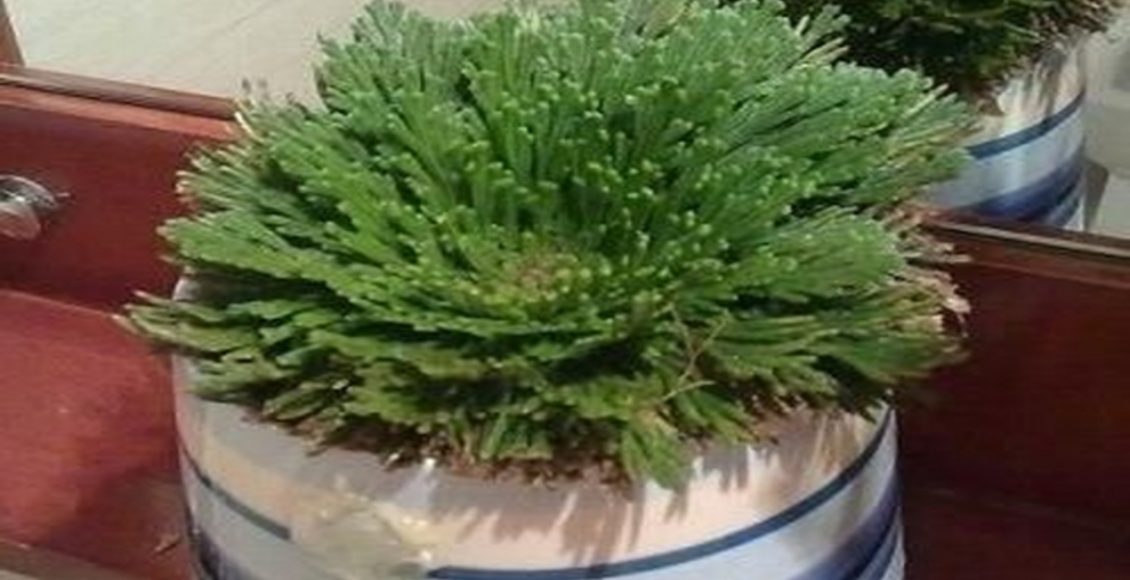 Conheça a rosa-de-jericó, uma das plantas mais feias do mundo! Veja agora como cultivar - Fonte: Pixabay