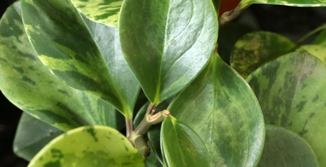 Saiba como cuidar da Peperômia Filodendro na primavera e verão - reprodução Canva