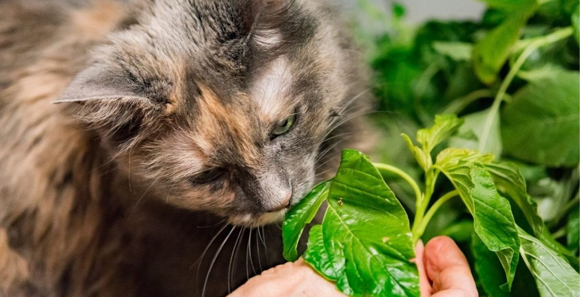 Saiba como manter os gatos longe das plantas dicas para evitar o contato - Canva