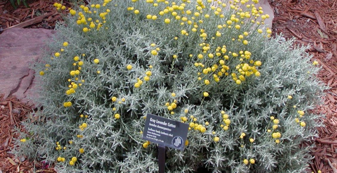 Como cultivar Santolina em casa? Veja dicas práticas para cuidar da sua flor - Fonte: Pixabay