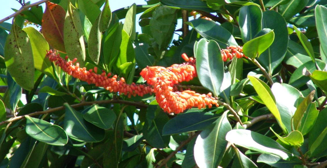 Como cultivar a Norantea em casa? Veja dicas para ter essa planta em poucos passos - Fonte: Pixabay