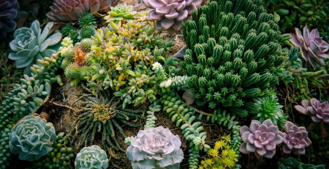 Suas plantas suculentas estão morrendo Descubra o que fazer - Reprodução Canva