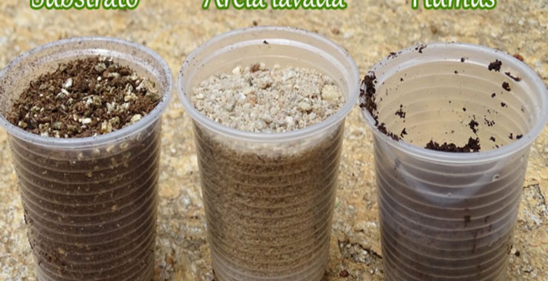 Receita fácil de substrato de suculentas: veja como fazer em casa para manter suas plantas em dia - Fonte: Pixabay