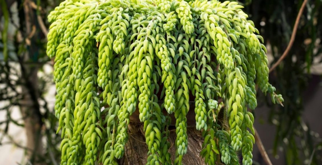 Suculenta dedo-de-moça conheça mais sobre essa planta pendente - Reprodução Canva