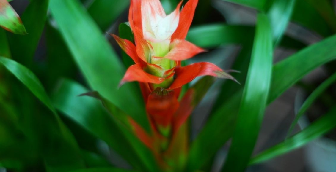 Bromélia: saiba como plantar essa espécie tão charmosa; Saiba mais agora - reprodução: Canva