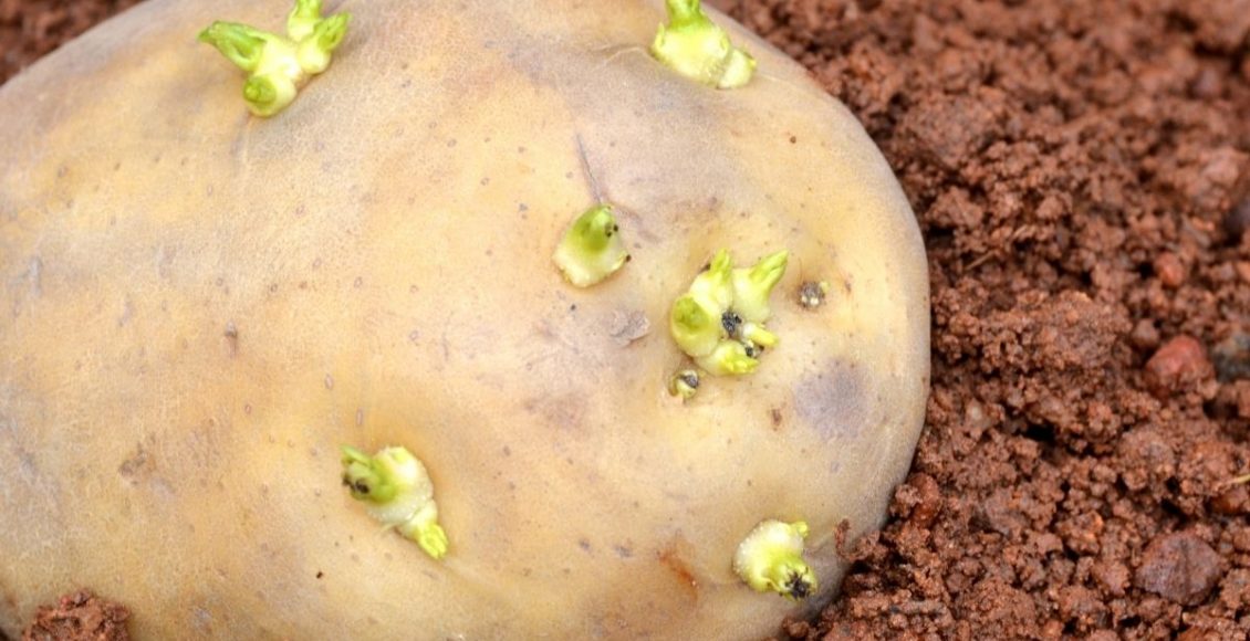 Hoje você vai aprender a plantar batata; Confira mais agora mesmo - reprodução: Canva