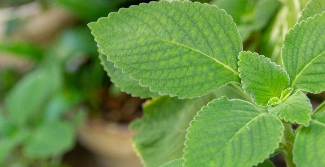 Boldo: aprenda como plantar essa erva medicinal na sua casa agora mesmo; Saiba mais - reprodução: Canva