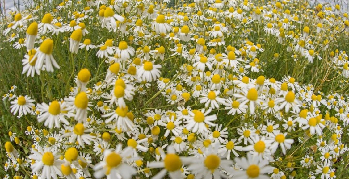 Conheça os benefícios de ter camomila no seu quintal; Saiba como plantar agora - reprodução: Canva