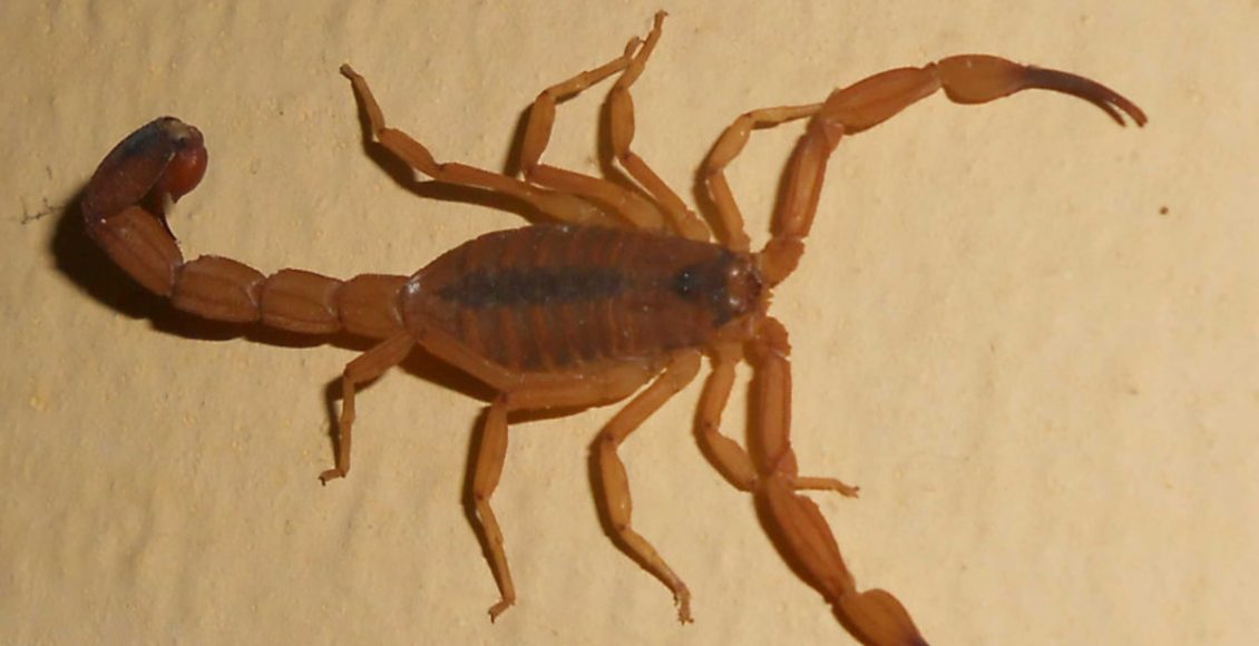 Receita de repelente natural contra escorpião: veja como fazer em casa de forma fácil - Fonte: Pixabay