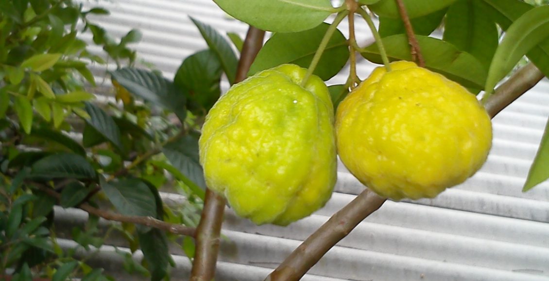 Como cultivar Uvaia? Veja dicas para que a sua árvore dê mais frutos no dia a dia - Fonte: Pixabay