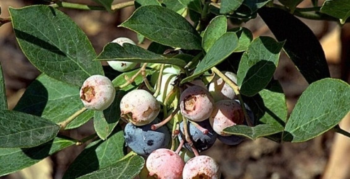 Como cultivar Mirtilo-olho-de-coelho? Veja dicas para ter essa planta exótica em sua casa - Fonte: Pixabay