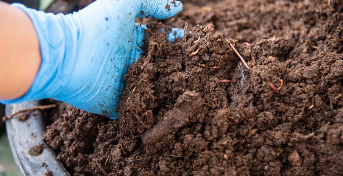 Você sabe o que significa adubo orgânico Hoje vamos explicar tudo - reprodução Canva