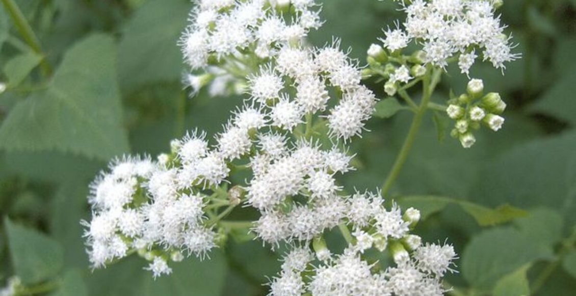 Ageratina: veja como cultivar essa planta e se ela pode ser usada para fins medicinais - Fonte: Pixabay