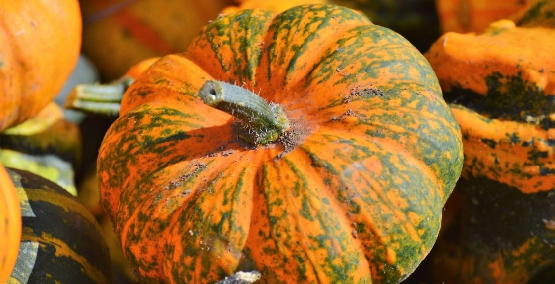 plantar abóbora - Reprodução Canva