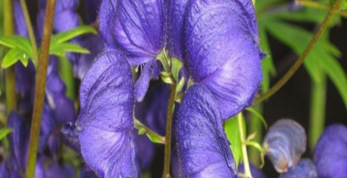 Como cultivar Acônito? Veja como manter essa planta venenosa em casa e suas exigências - Fonte: Pixabay