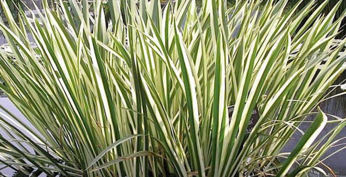 Como cultivar Acorus? Veja dicas práticas para o dia a dia de como ter folhagem em casa - Fonte: Pixaaby