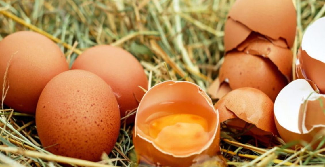 Como reutilizar casca de ovo? Veja a dica mais inacreditável e fácil do mundo - Fonte: Pixabay