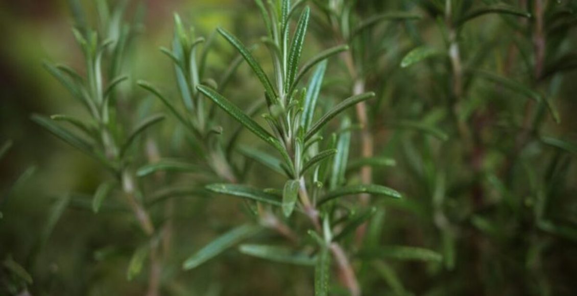 Muito mosquito em casa? Veja algumas plantas que servem de repelente natural - Fonte: Pixabay